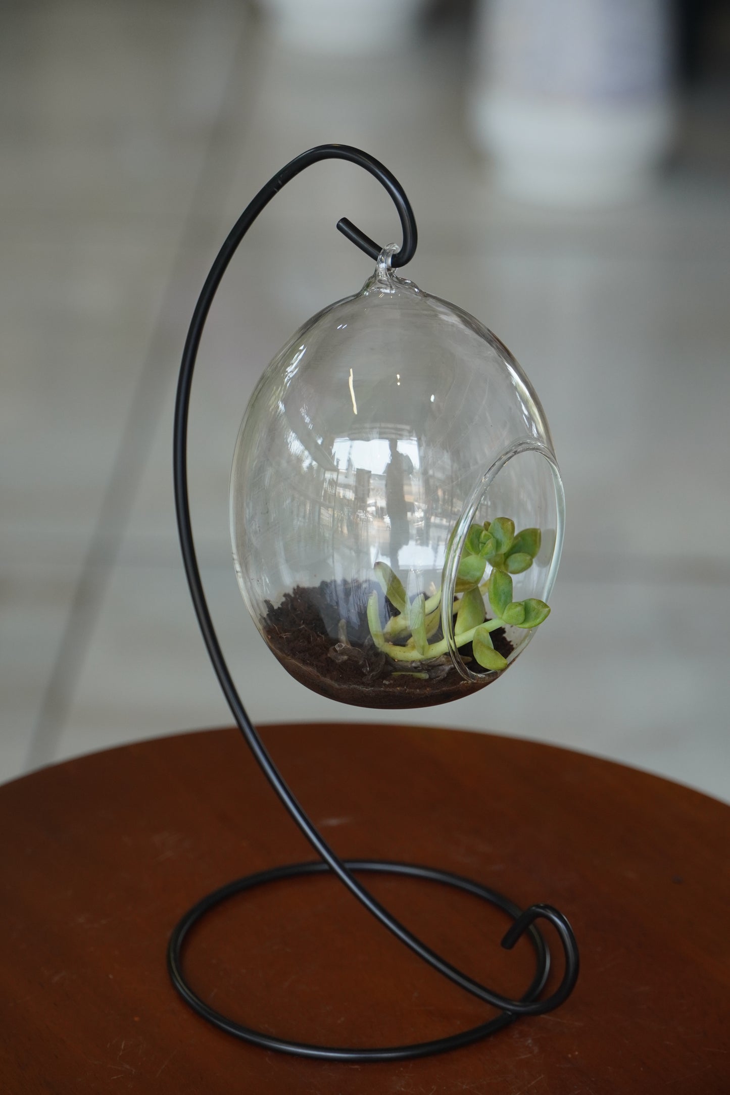 Modern Hanging Glass Terrarium Bowl with Metal Stand(Oval Shape) – Decorative Tabletop Planter for Succulents & Indoor Plants