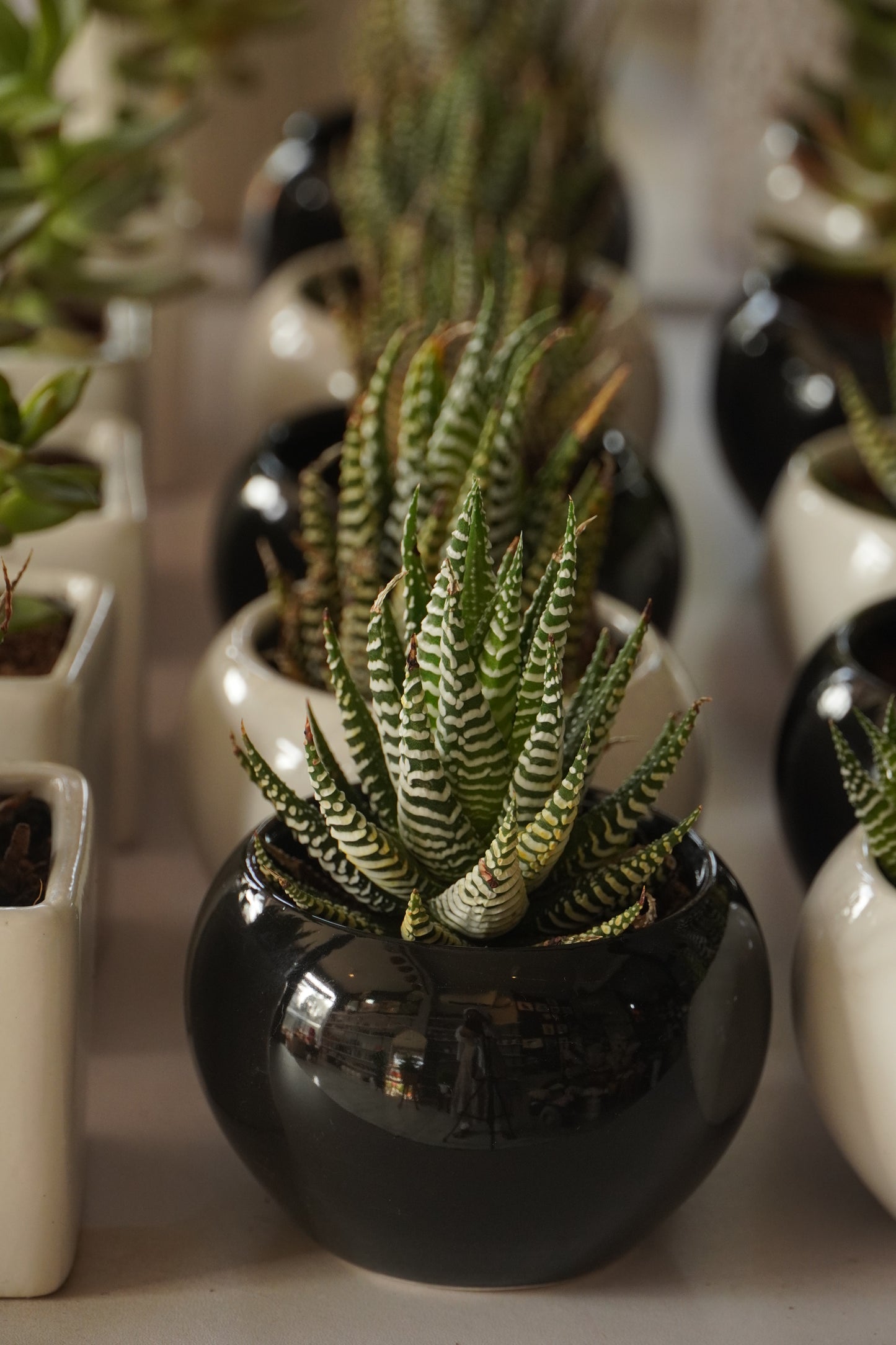 Live Succulent Plant in Ceramic Pot | Minimal Indoor Desk & Home Décor Plant