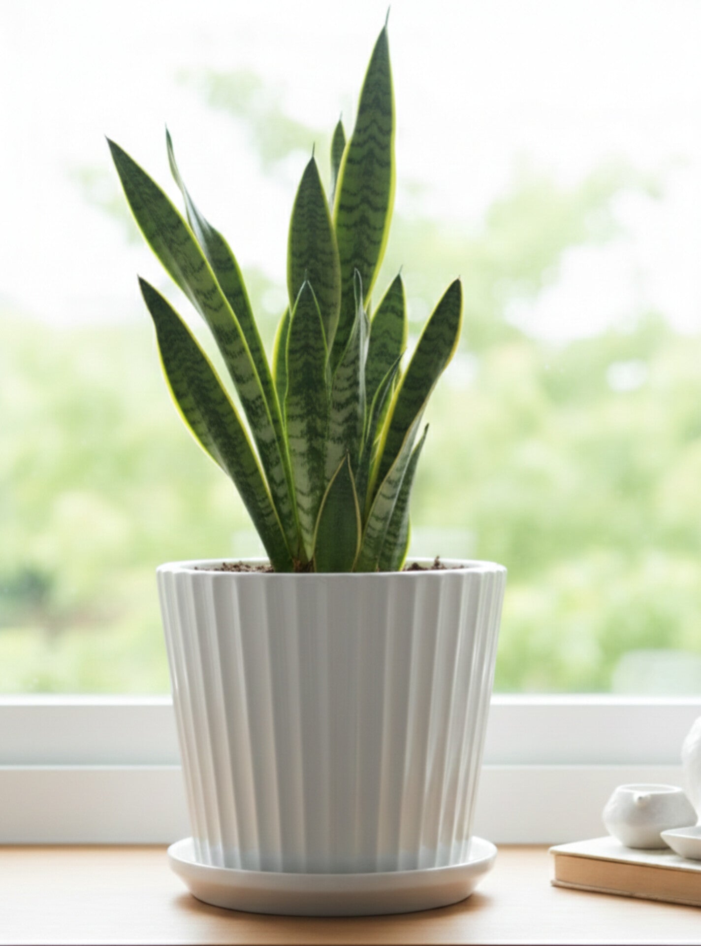 Minimalist White Ceramic Plant Pot with Tray