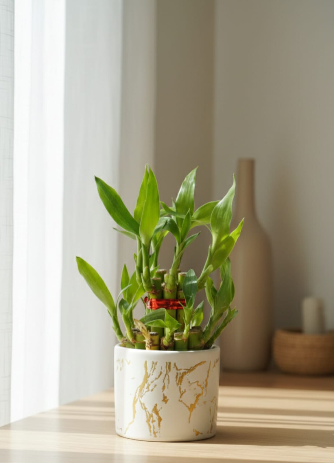 2 Layer Lucky Bamboo Plant