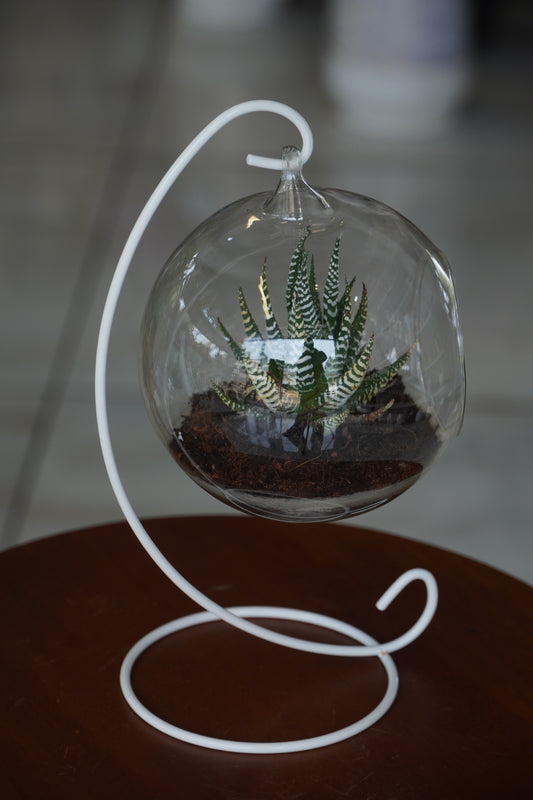 Modern Hanging Glass Terrarium Bowl with Metal Stand (BIG)(Round Shape)– Decorative Tabletop Planter for Succulents & Indoor Plants