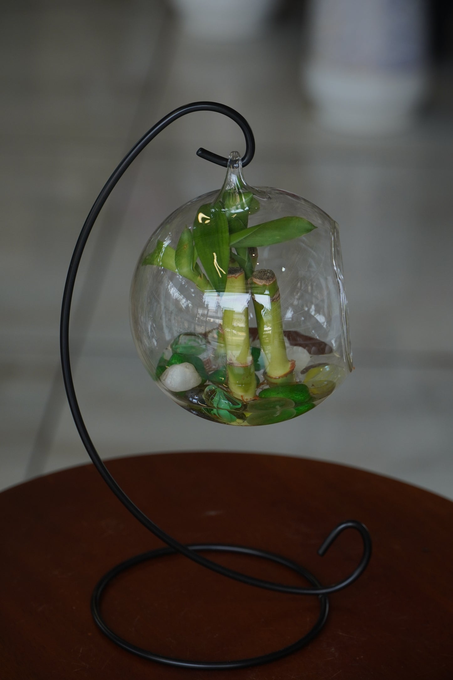 Modern Hanging Glass Terrarium Bowl with Metal Stand (Round)– Decorative Tabletop Planter for Succulents & Indoor Plants