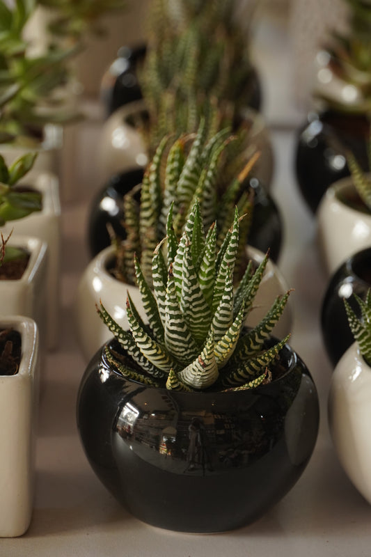 Live Succulent Plant in Ceramic Pot | Minimal Indoor Desk & Home Décor Plant