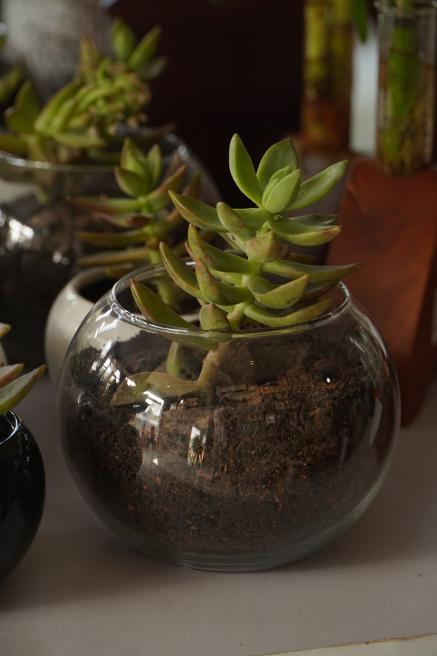 Live Succulent Plant in Glass Bowl | Low-Maintenance Indoor Home Decor Plant