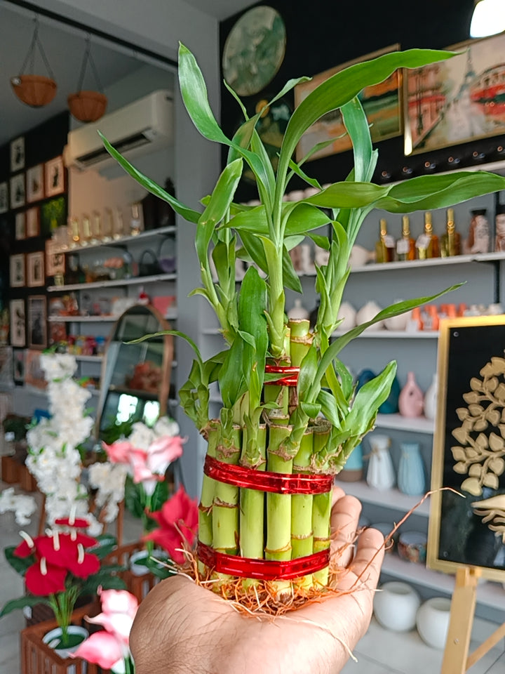2 Layer Lucky Bamboo Plant