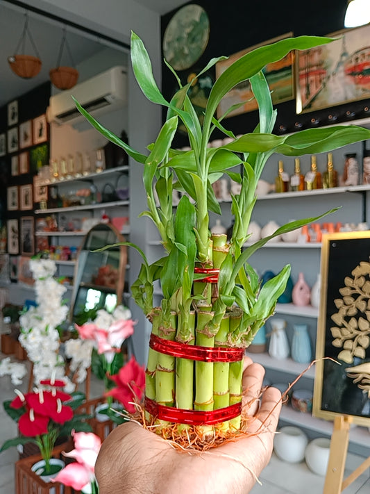 2 Layer Lucky Bamboo Plant