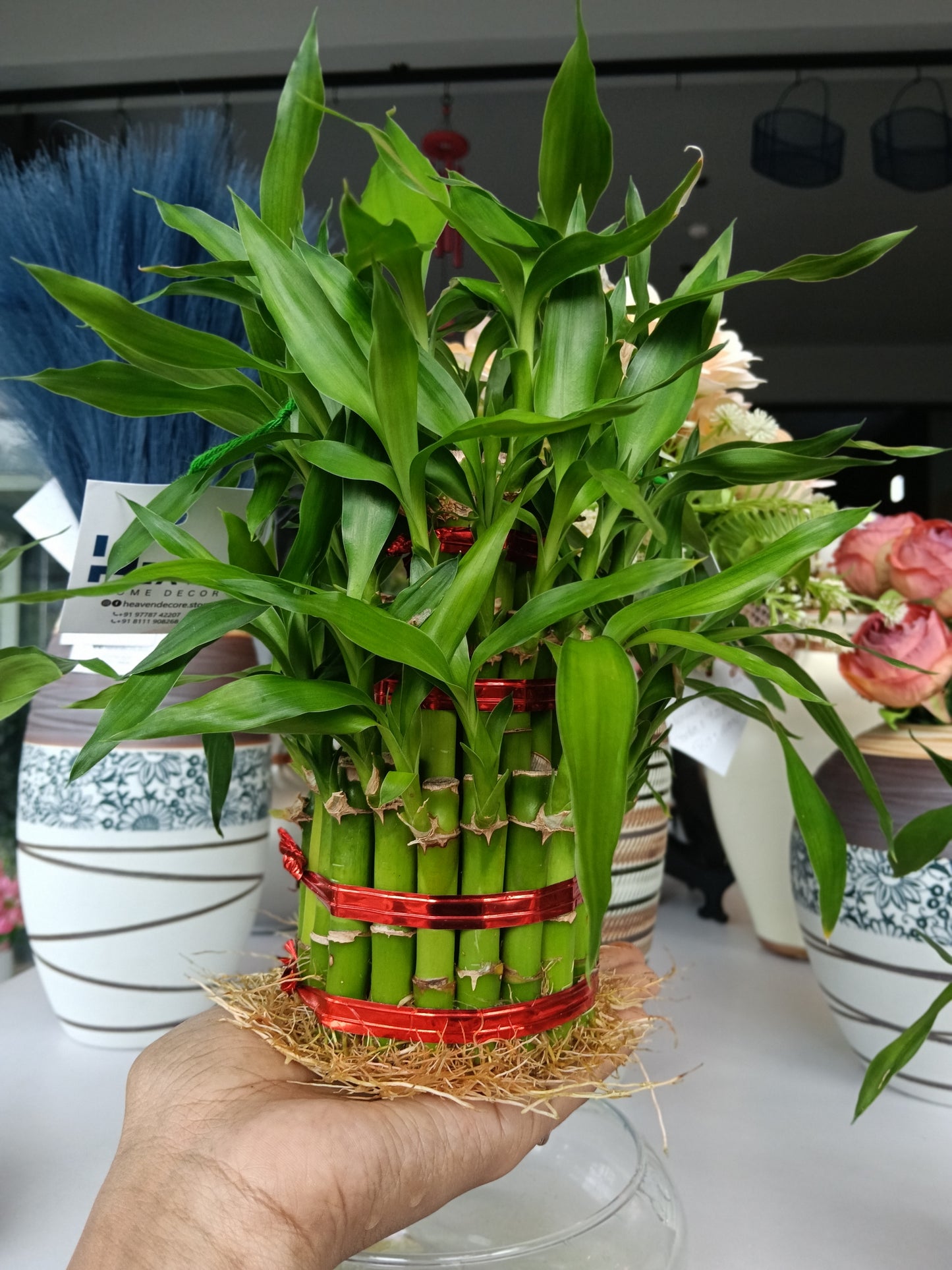 3 Layer Lucky Bamboo Plant