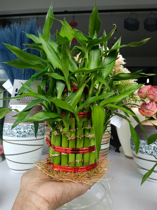 3 Layer Lucky Bamboo Plant