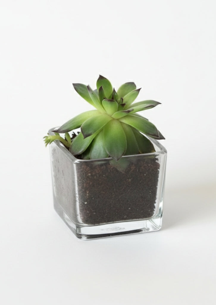 Wish Bottle Succulent Gift Box with Scented Candle & Artificial Roses | Perfect Gifting Combo