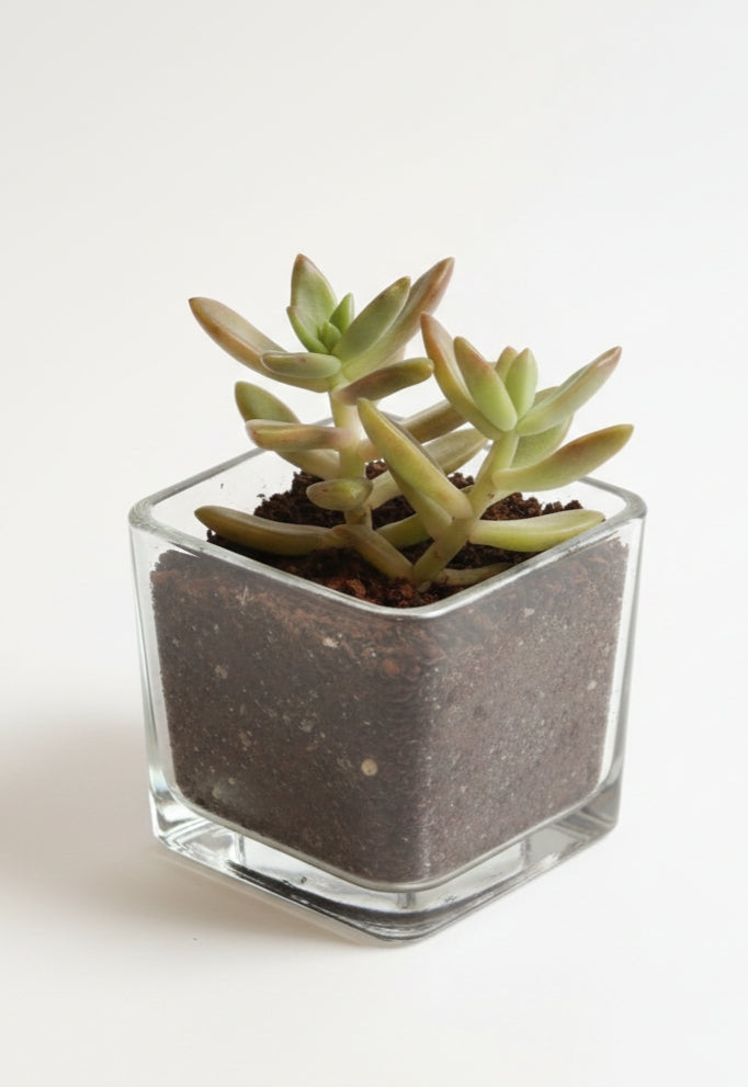 Live Succulent Plant in Glass Bowl | Low-Maintenance Indoor Home Decor Plant
