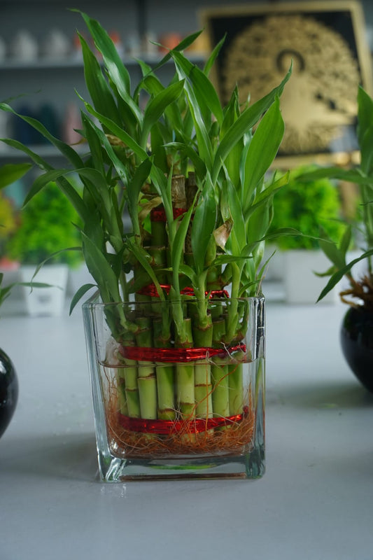 3 Layer Lucky Bamboo Plant in Glass Pot