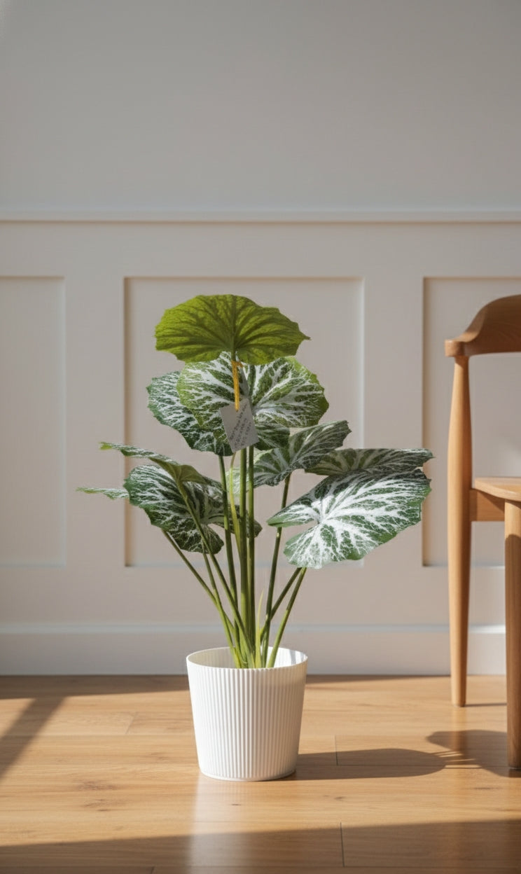 Pappad Leaf Plant| Decorative Indoor Foliage Plant for Home & Office Décor